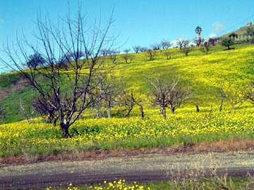 Apricot orchard and mustard