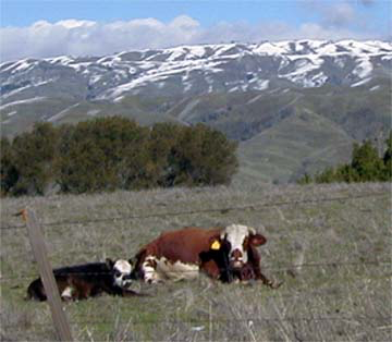 Cold cow and calf. Snowy peaks in background