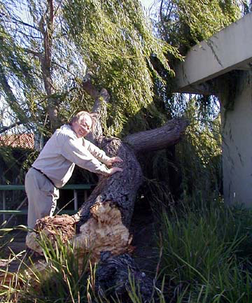 Fred Examines Tree