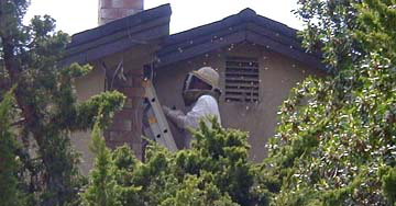 Bee Man getting the honey bee hive out of our house.